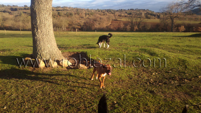 Residencia canina en Medina de Pomar Burgos